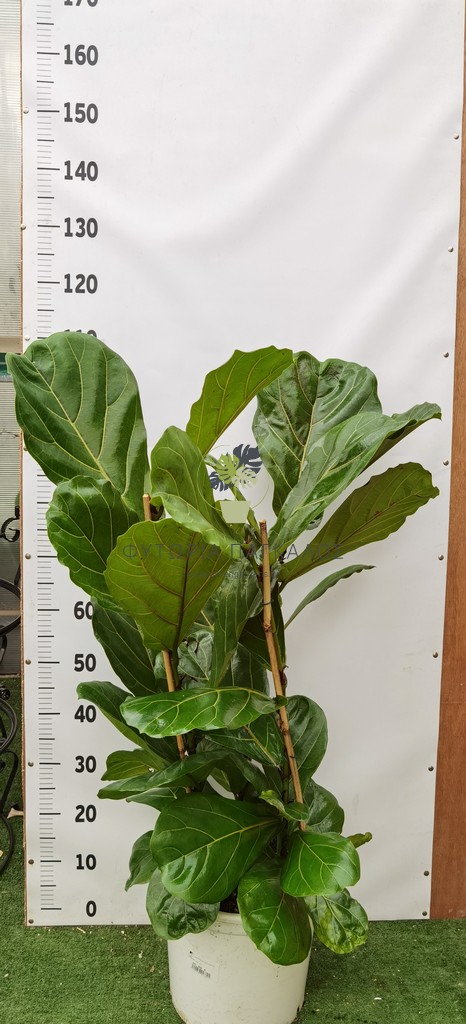 Φίκος Λυράτα (Ficus lyrata) - 5 lt